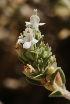 בת-קורנית הערבות Thymus bovei Benth.