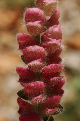 קערורית נאדית Scutellaria utriculata Labill.