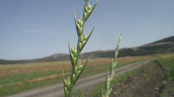 Lolium temulentum L.