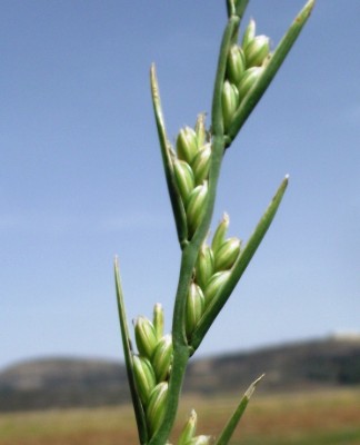 Lolium temulentum L.