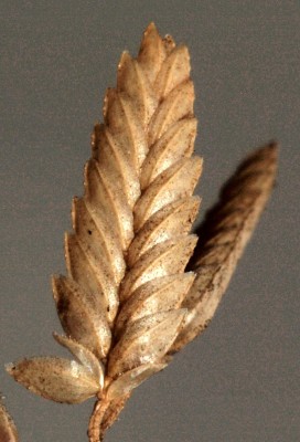 בן-חילף גדול-שבולית Eragrostis cilianensis (All.) Janch.