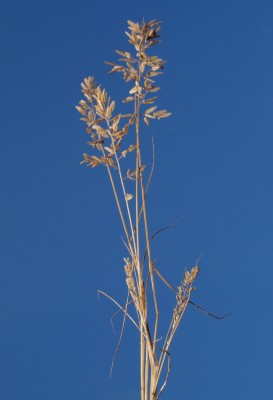 בן-חילף גדול-שבולית Eragrostis cilianensis (All.) Janch.