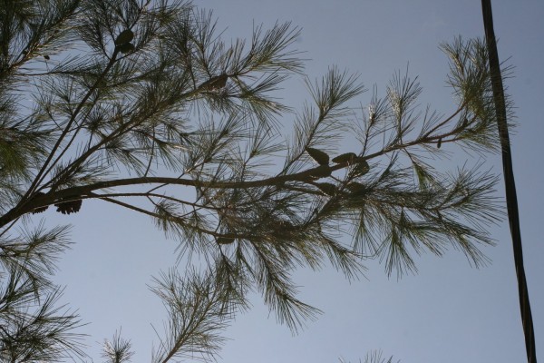 Pinus halepensis Mill.