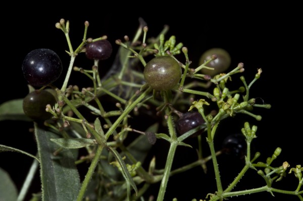 פואת הצבעים Rubia tinctorum L.