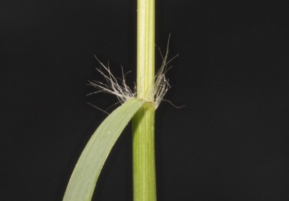 בן-חילף הביצות Eragrostis sarmentosa (Thunb.) Trin.