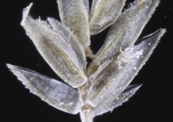 בן-חילף הביצות Eragrostis sarmentosa (Thunb.) Trin.