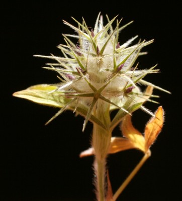 תלתן נאה Trifolium dasyurum C.Presl