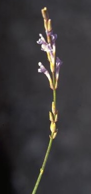אזוביון מדברי Lavandula coronopifolia Poir.