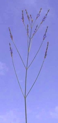 אזוביון מדברי Lavandula coronopifolia Poir.