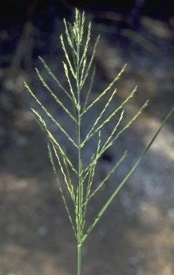 דו-מוץ חום Leptochloa fusca (L.) Kunth