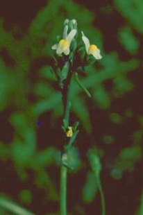 פשתנית מלבינה Linaria albifrons (Sm.) Spreng.