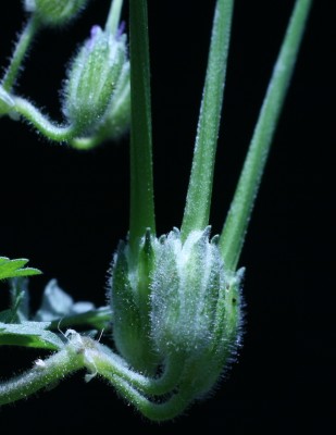 מקור-חסידה מצוי Erodium moschatum (L.) L'Her.