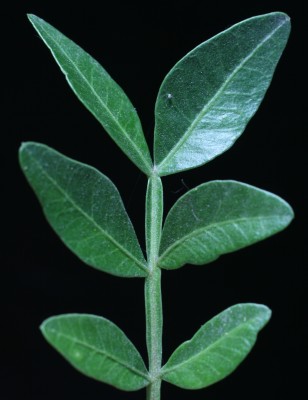 אלת המסטיק Pistacia lentiscus L.
