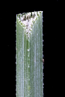 כריך חד Carex acutiformis Ehrh.