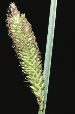 כריך חד Carex acutiformis Ehrh.