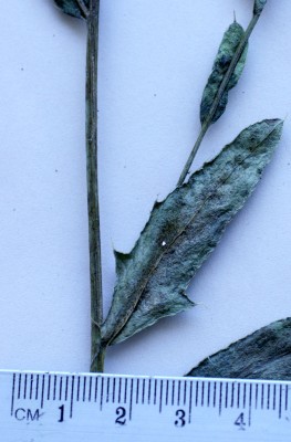 קוצן השדה Cirsium arvense (L.) Scop.