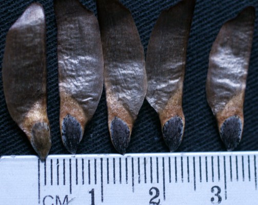 Pinus halepensis Mill.