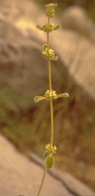 מרמר הלבנון Marrubium libanoticum Boiss.