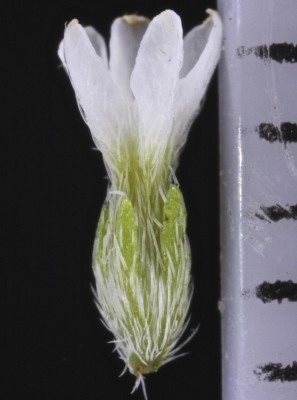 עוקץ-עקרב ביצני Heliotropium ovalifolium Forssk.