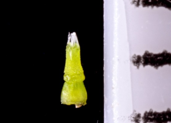 עוקץ-עקרב ביצני Heliotropium ovalifolium Forssk.