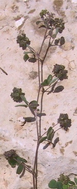 אספסת הכתרים Medicago coronata (L.) Bartal.