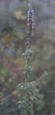 Mentha longifolia L.