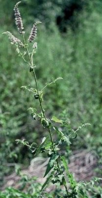 Mentha longifolia L.