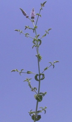 Mentha longifolia L.