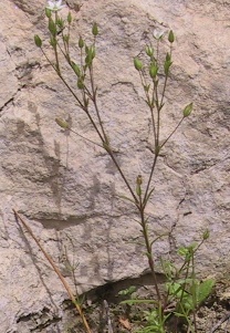 צללית הכלאיים Minuartia hybrida (Vill.) Schischk.