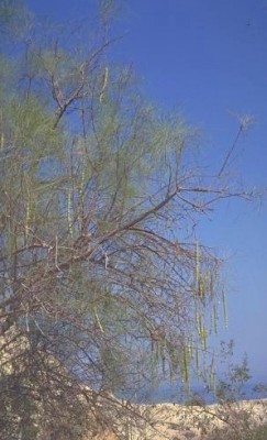 מורינגה רותמית Moringa peregrina (Forssk.) Fiori