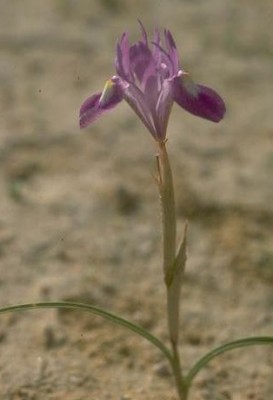Moraea sisyrinchium (L.) Ker-Gawler
