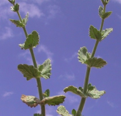 נפית מגובבת Nepeta glomerata Benth.