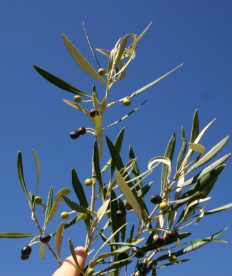 זית אירופי Olea europaea L.