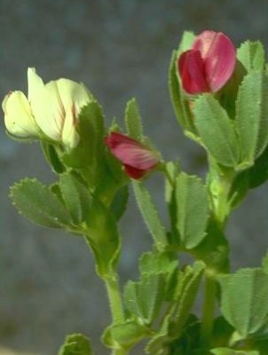 שברק חיוור Ononis biflora Desf.