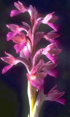Anacamptis papilionacea (L.) R.M.Bateman, Pridgeon & M.W.Chase