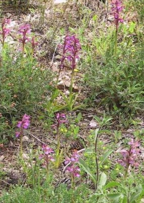 Anacamptis papilionacea (L.) R.M.Bateman, Pridgeon & M.W.Chase
