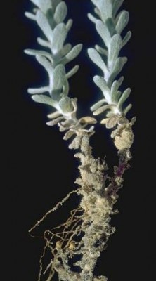 Otanthus maritimus (L.) Hoffmanns. & Link