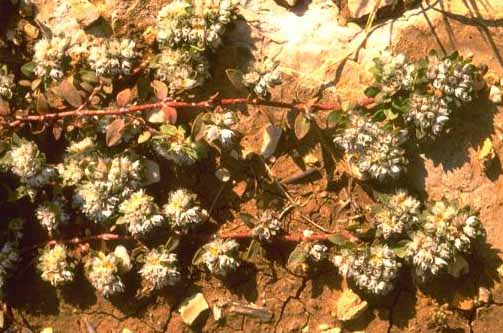 אלמוות הכסף Paronychia argentea Lam.