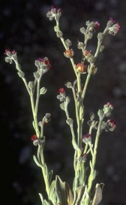 הילל מקומט Paracaryum rugulosum (DC.) Boiss.