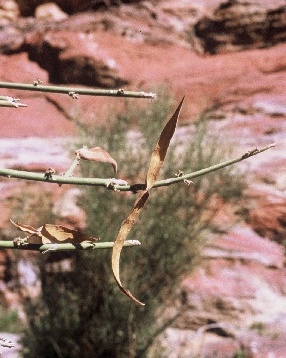 Periploca aphylla Decne.