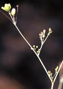 אחישבת ענף Peucedanum junceum (Boiss.) Mouterde