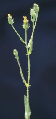 מררית הגליל Picris galilaea (Boiss.) Eig