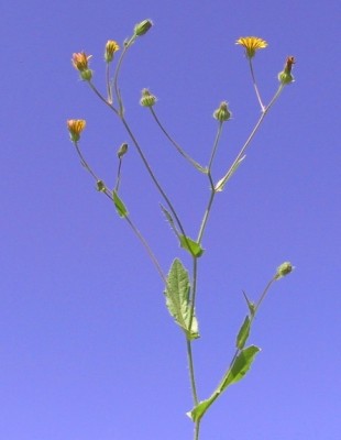 מררית הגליל Picris galilaea (Boiss.) Eig