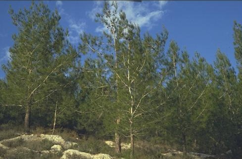 אורן קפריסאי Pinus brutia Ten.