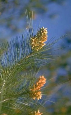 Pinus halepensis Mill.