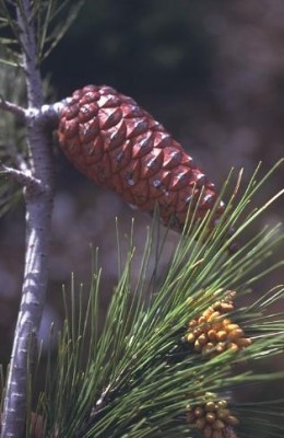 Pinus halepensis Mill.