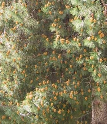 Pinus halepensis Mill.
