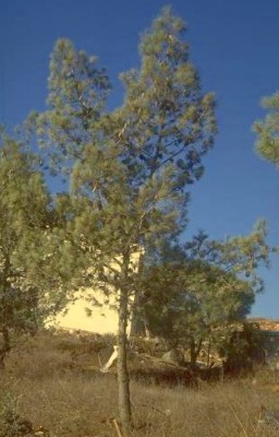 Pinus halepensis Mill.