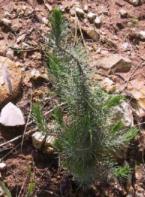 Pinus halepensis Mill.