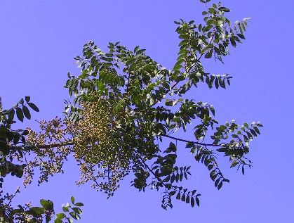 Pistacia terebinthus L.